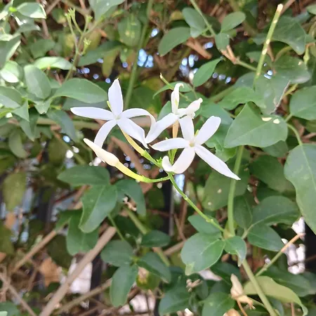 Green54blu Проживание в семье Бари