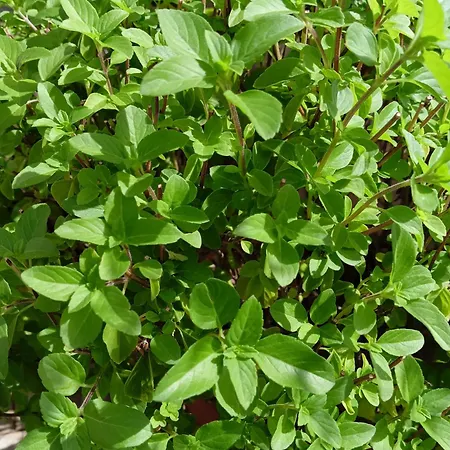 Green54blu Rum i privatbostad *