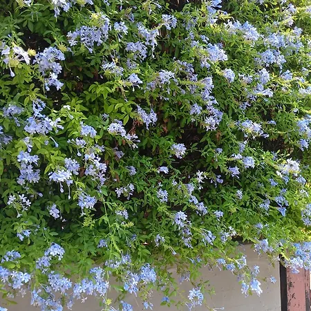 Green54blu *
