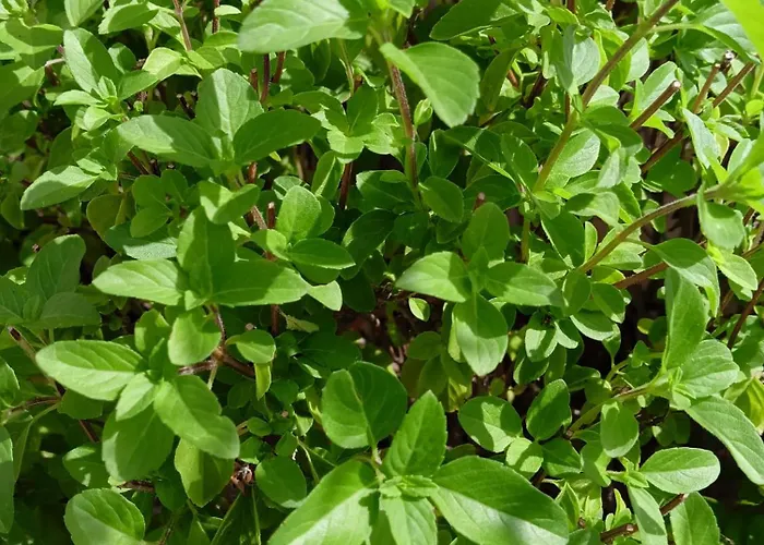 Green54blu Quarto em Acomodações Particulares *